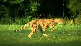 Cheetah Disco Science
