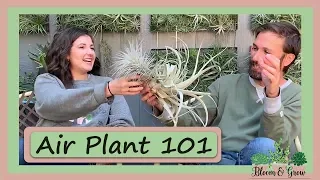 Airplant Care 101 and Airplantman Studio Tour