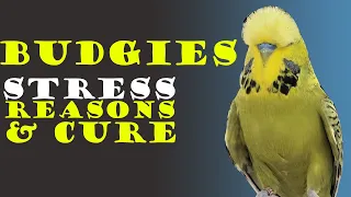 How To Tell If A Budgie Is Stressed