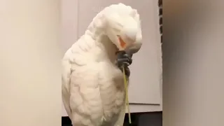 Smart And Funny Parrots   Parrot Talking Videos Compilation P1   Super Dog