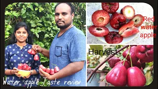 Water Apple Harvest and Taste Review/ Rose apple/Bell fruit/ Wax apple/ Jamun fruit #beattheheat