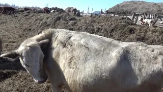 -Два быка в результате.Бюллер тянет Камаз.