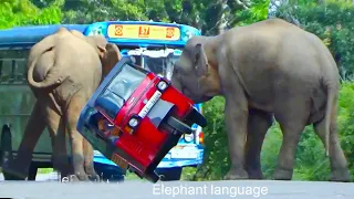 Wild elephant attack on a convoy of vehicles on the forest road #elephantattack