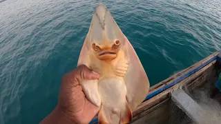 MYSTERIOUS CREATURE CAUGHT IN JAMAICAN WATERS #natgeo#fishing #adventure