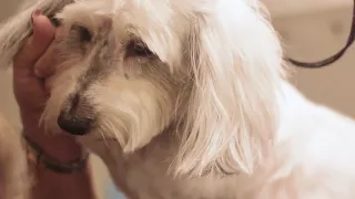 Grooming a Long Haired Dachshund