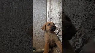 Coming to the rescue, a man utilized a hammer and chisel to free a puppy trapped between two walls.