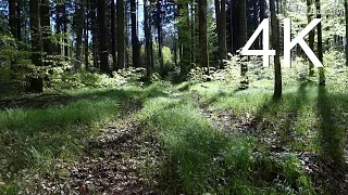 4K Video, UHD: APRIL FOREST WALK