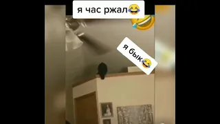 Я бык!🤣