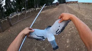 Blowgun Hunting A Banded Pigeon! (and a few other hunts)