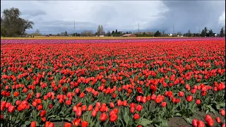 Vườn hoa tulip Skagit  Valley Tulip Festival ở Washington | Bé Tư in Seattle #tulip