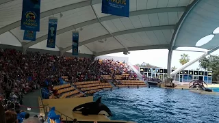 ORCA SHOW | Loro Parque , Puerto de la Cruz, Tenerife