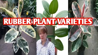 RUBBER PLANT VARIETIES / MARGIE PULIDO VLOGS