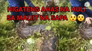 Higanteng ahas  nahuli sa  maliit na sapa  😲😮😲