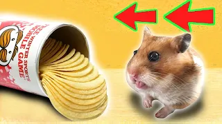 🐹Hamster Obstacle Course Maze Pringles