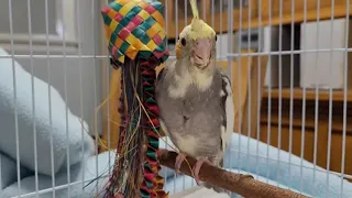 4 week old Baby Cockatiel explores his cage for the first time