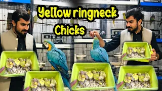Sunday Birds Market | Yellow Ringneck Parrot Chicks | Ringneck Parrot Chicks | Talking Parrot chick