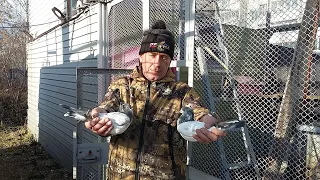 Таджикские голуби , моё приобретение на ярмарке.