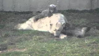 Polar Bear cubs play on Mom