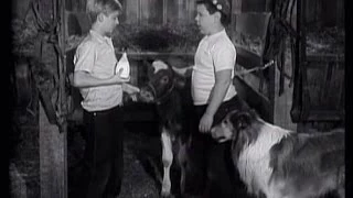 Lassie - Episode 60 - "The Calf" - Season 2, #34  (original broadcast 4/29/1956)
