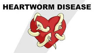 Heartworm Disease - Plain and Simple