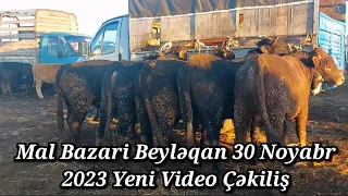 MAL BAZARİ BEYLƏQAN 30 NOYABR 2023 YENİ VİDEO ÇƏKİLİŞ #mal#bazari#beyleqan#qulu#beyleqanlı