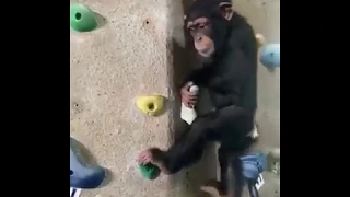 Watch This Chimpanzee Rock Climbing!