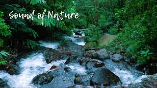 Beautiful Forest River Flowing Sound, Mountain River, Relaxing Nature Sounds, Sleep, Relax