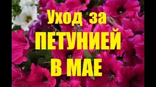 Уход за петунией в мае