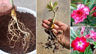 SEE How to grow Adenium/Desert Rose from cuttings EASILY