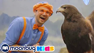 BLIPPI Feeds and Plays With Zoo Animals! | Learn | ABC 123 Moonbug Kids | Educational Videos