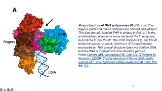 Central Dogma : Replication of DNA - Part 1