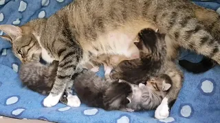 Katzengeburt - 4.Kitten kommen zur Welt