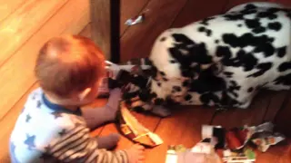 Baby laughing at dog ripping paper