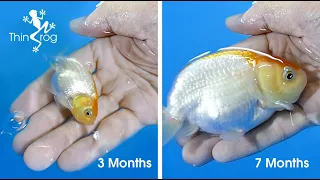 Goldfish Fry Growth (from 1st day to 7 months)