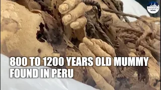 A 800-to-1200 years old mummy, tied in a fetal position, is unearthed in Peru