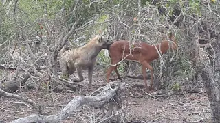 Impala eaten alive by a Hyena