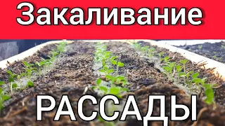 Закаливание рассады. Действия перед переездом в теплицу