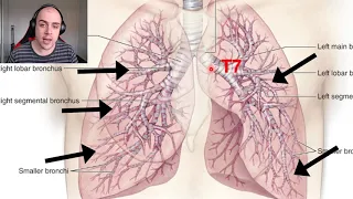 Resp 4.3 - Trachea and Bronchi