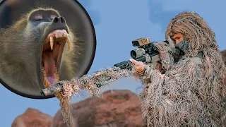Baboon Battle: Ghillie Suit Sniper Takes On Overpopulating Baboons