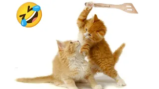 Funny Animals Videos Of The 2023 🤣cats /Dogs / Baby animals | CATS And Dogs Videos😺cats and dog #114