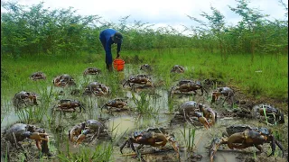 The Best Video Catching Crabs After the Big Rain at Field, A Fisherman Find & Catch Crabs A Lot