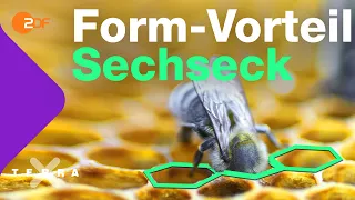 Darum sind Bienenwaben sechseckig | Terra X plus