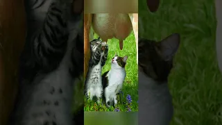 Funny animals 2023😆 - Funniest Cats and Dogs Video🐕🐈222 #shorts
