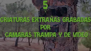 5 Criaturas Extrañas Grabadas Por Camaras Trampa Y De Video