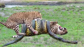 OMG! Giant Python Hunt Leopard Cubs When Mother Leopard Hunting Impala, Anaconda vs Crocodile   YouT