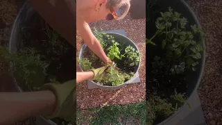 Planting parsley, chives, sage, cilantro, dill, and MINT in the same container