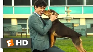 A Dog's Way Home (2018) - Finding Her Human Scene (9/10) | Movieclips