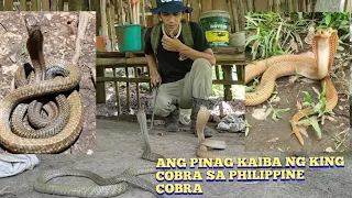 KING COBRA AT ANG PHILIPPINE COBRA.