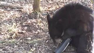 Deer Quest's Greg Hopf's Saskatchewan Black Bear Hunt