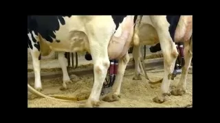 PENNSYLVANIA DAIRY - MILKING AND MORE